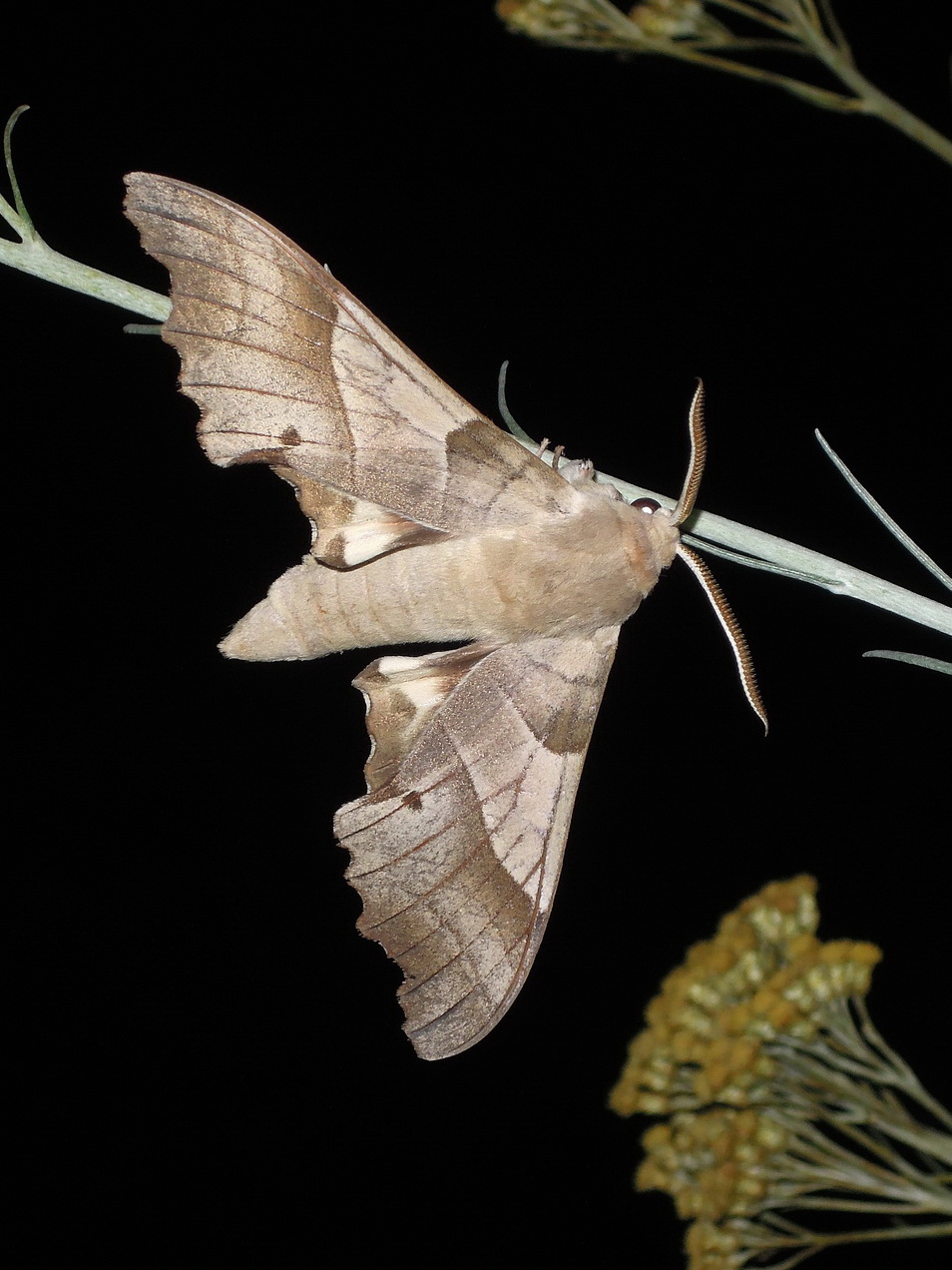 Marumba quercus